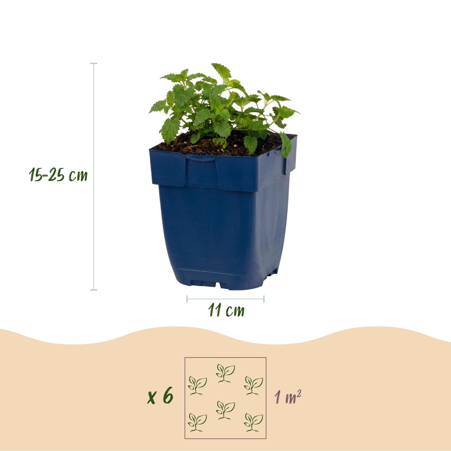 Nepeta faassenii Snowflake : infographie montrant un plant en pot, hauteur 15-25 cm et pot de 11 cm. Aussi, plantation de 6 plants par m².