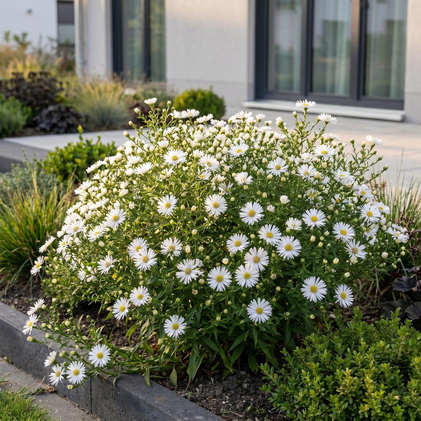 Aster de mer Schneekissen. Gros plan sur un parterre luxuriant d'asters blancs, créant une bordure fleurie et lumineuse devant une maison mo