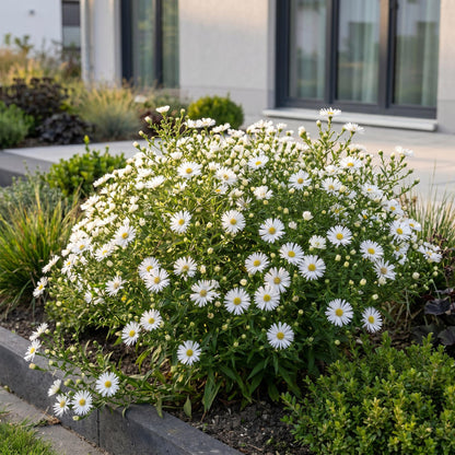 Aster de mer Schneekissen. Gros plan sur un parterre luxuriant d'asters blancs, créant une bordure fleurie et lumineuse devant une maison mo