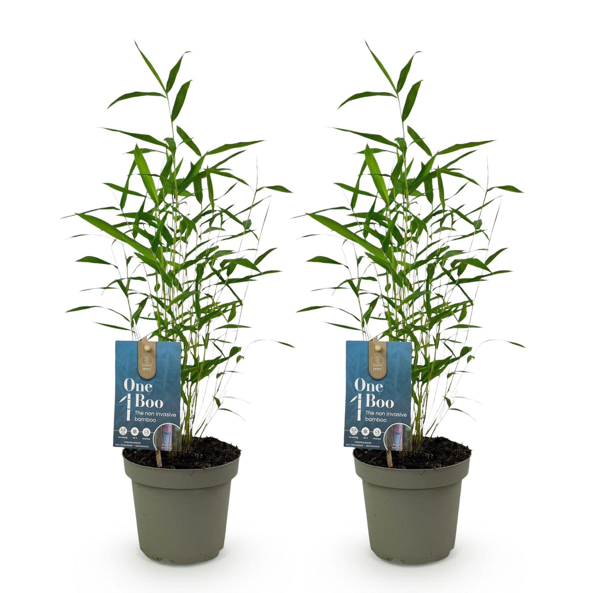 Bambou Fargesia Blue Dragon : deux jeunes plants en pot gris sur fond blanc. Chaque pot a une étiquette bleue "One Boo The non invasive bamb