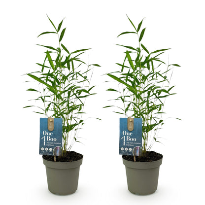 Bambou Fargesia Blue Dragon : deux jeunes plants en pot gris sur fond blanc. Chaque pot a une étiquette bleue "One Boo The non invasive bamb