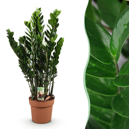 Zamioculcas zamiifolia ZZ-plant plante d'intérieur en pot 17cm, feuillage vert brillant, hauteur 65-75cm
