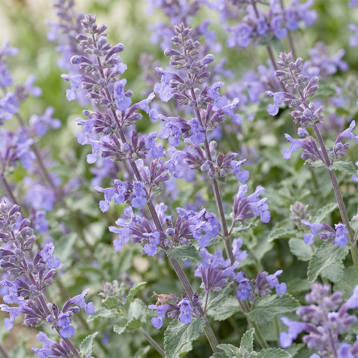 Népéta 'Walker's Low' (Nepeta x faassenii) en fleurs, épis bleu lavande