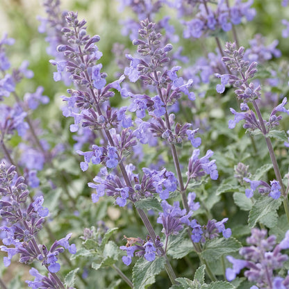 Népéta 'Walker's Low' (Nepeta x faassenii) en fleurs, épis bleu lavande