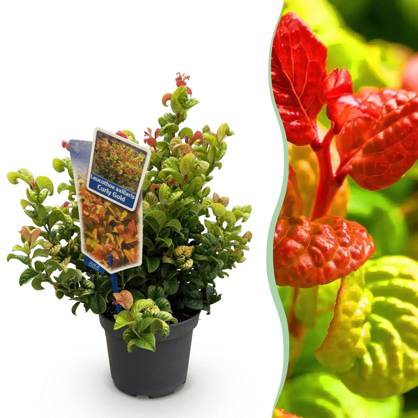 Leucothoe Curly Gold en pot sur fond blanc, juxtaposée à un gros plan de ses feuilles flamboyantes rouges et vertes.