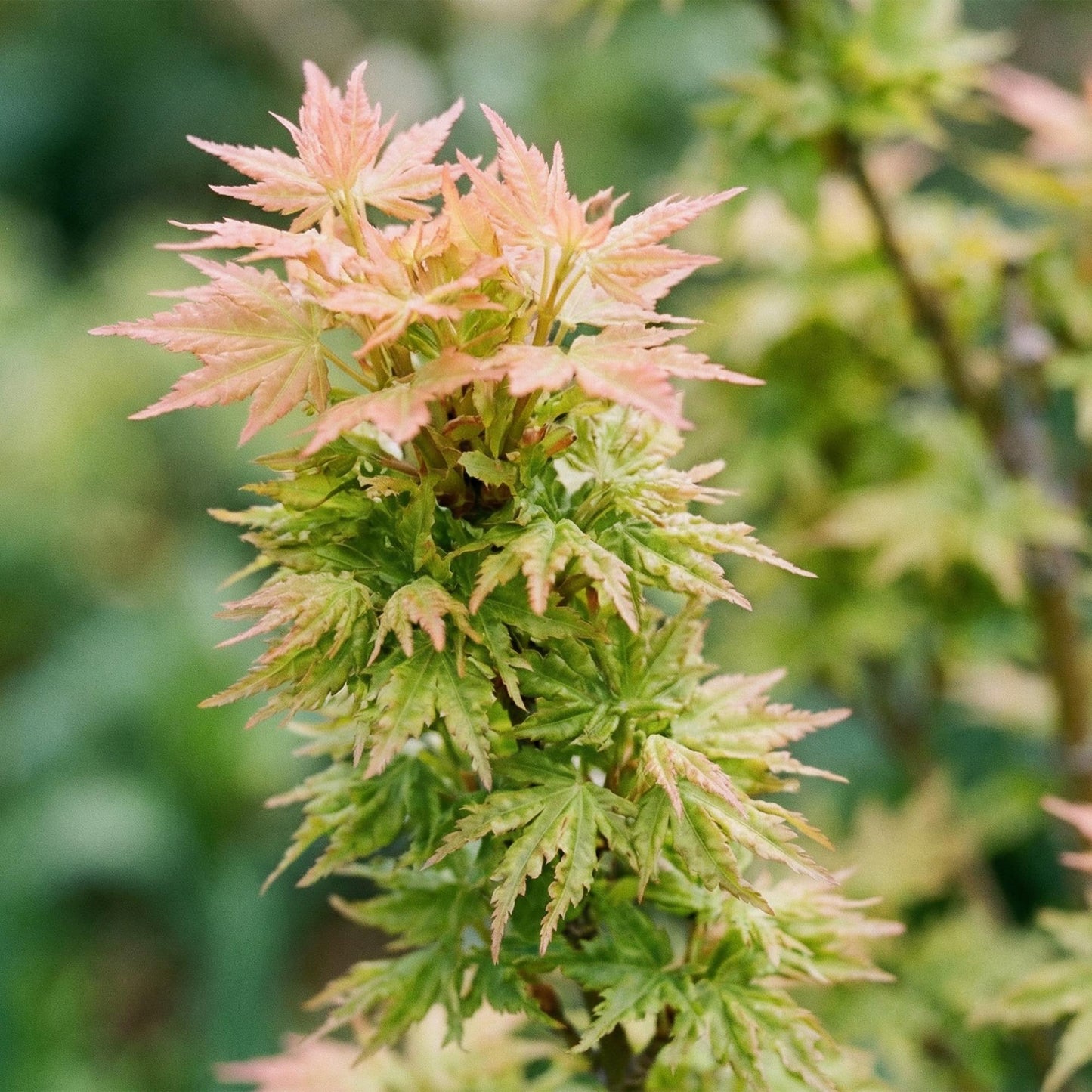 Acer palmatum Koto Hime. Gros plan sur les délicates feuilles vert clair et rose pâle de cet érable japonais, créant un contraste doux et lu