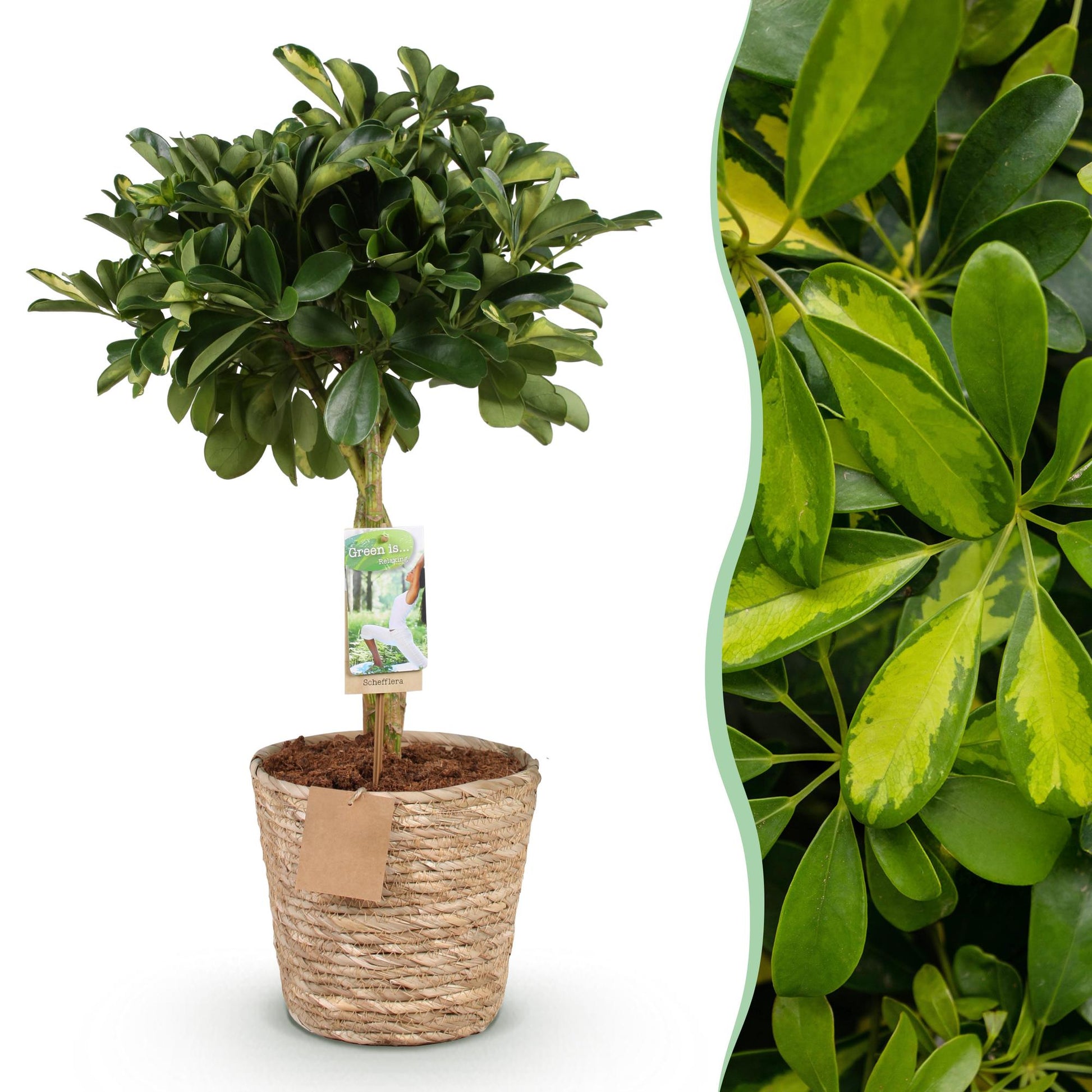 Plantes d'intérieur - Schefflera Gold Capelle - Arbre à doigts - Peu d'entretien - avec panier - Vert - or - 1 Plante - Pot 21cm - Hauteur 70-81cm