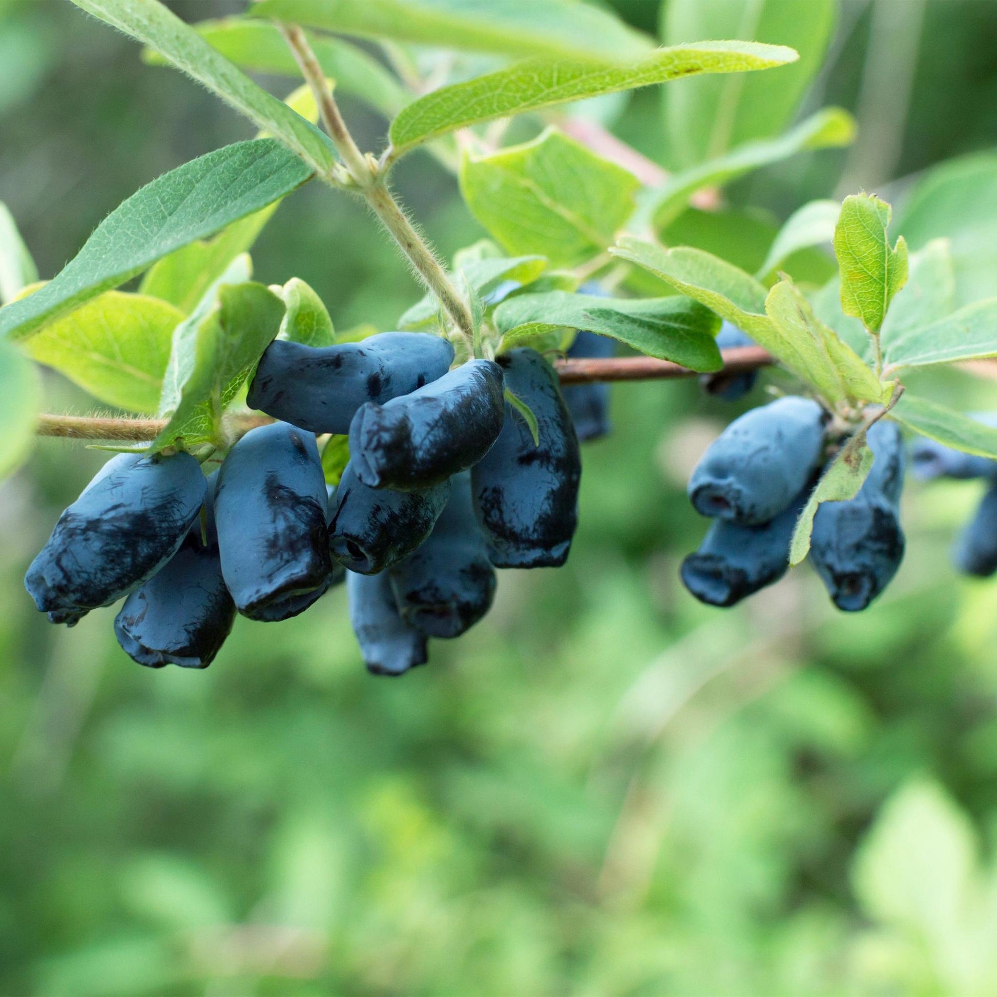 Lonicera caerulea Kamchatika, les baies de miel bleues comestibles, pendantes le long d'une branche feuillue sur fond flou.