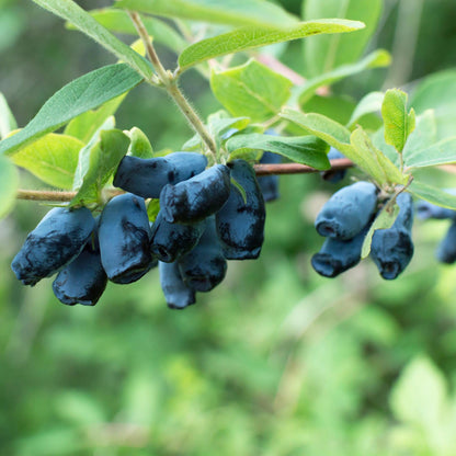 Lonicera caerulea Kamchatika, les baies de miel bleues comestibles, pendantes le long d'une branche feuillue sur fond flou.