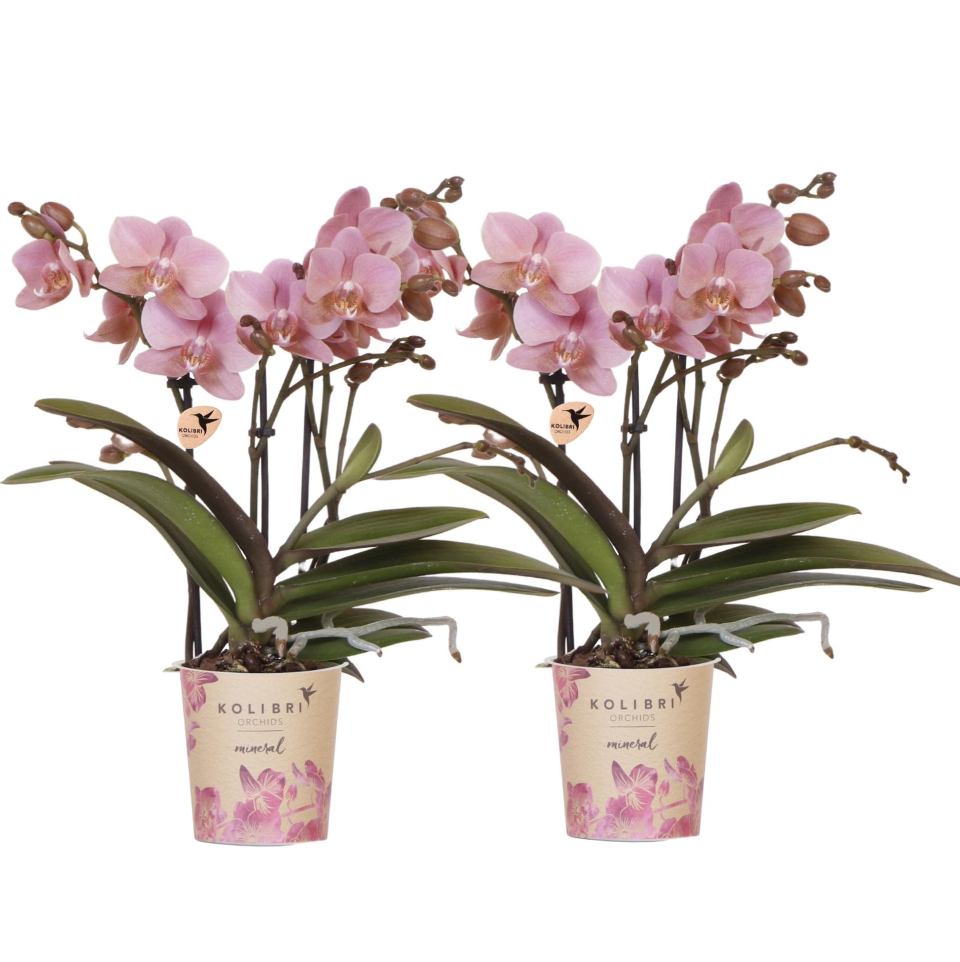 Orchidée Phalaenopsis en pot