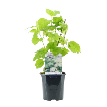 Hortensia Annabelle en pot sur fond blanc, jeune plant avec étiquette illustrant des fleurs blanches en pompon.