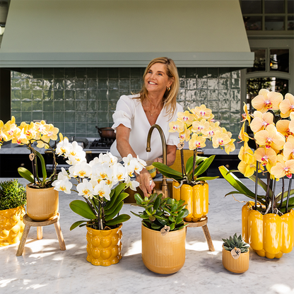 Orchidée Phalaenopsis jaune et rose en pot