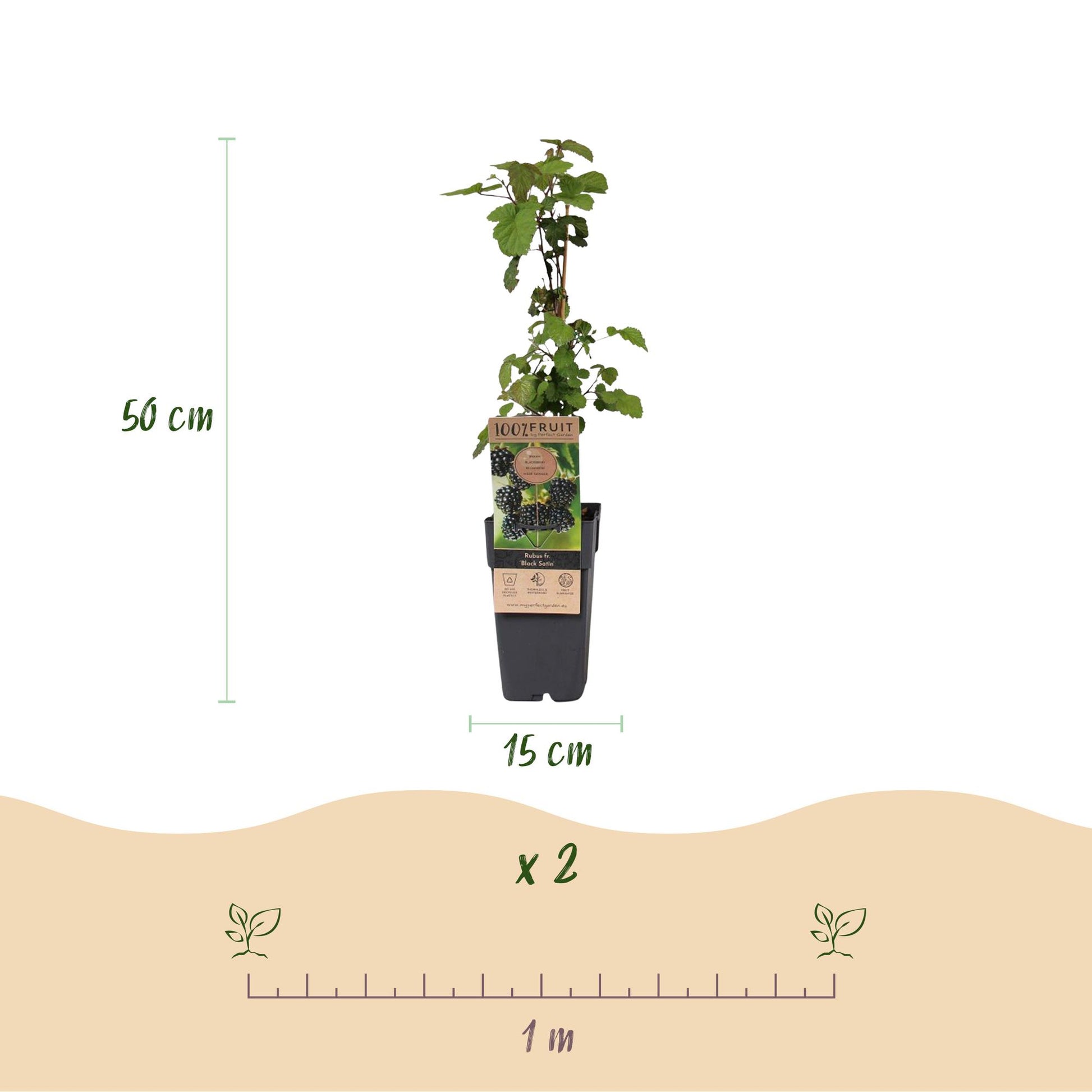 Rubus fruticosus Black Satin : schéma montrant un plant en pot de 15cm de diamètre et 50cm de haut, avec une règle d'1 mètre pour l'espaceme