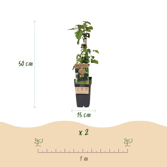 Rubus fruticosus Black Satin : schéma montrant un plant en pot de 15cm de diamètre et 50cm de haut, avec une règle d'1 mètre pour l'espaceme