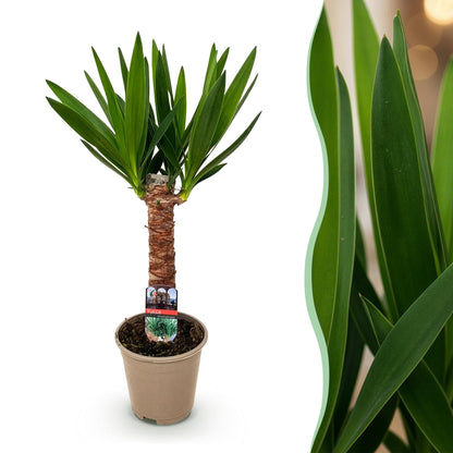 Yucca Elephantipes - Pot de 14cm - Hauteur 55cm - 1 plante