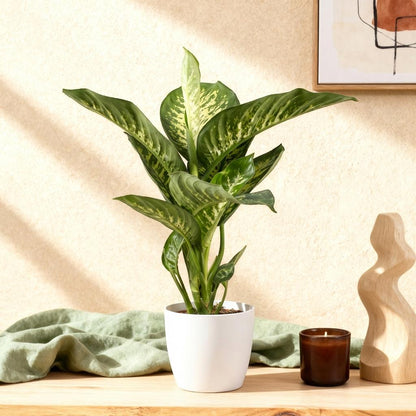 Plantes d'intérieur - Diefenbachia Tropic Snow - Dieffenbachia - Peu d'entretien - avec Potter Blanc - Panaché - 1 Plante - avec Potter Blanc - Pot 21cm - Hauteur 90-100cm