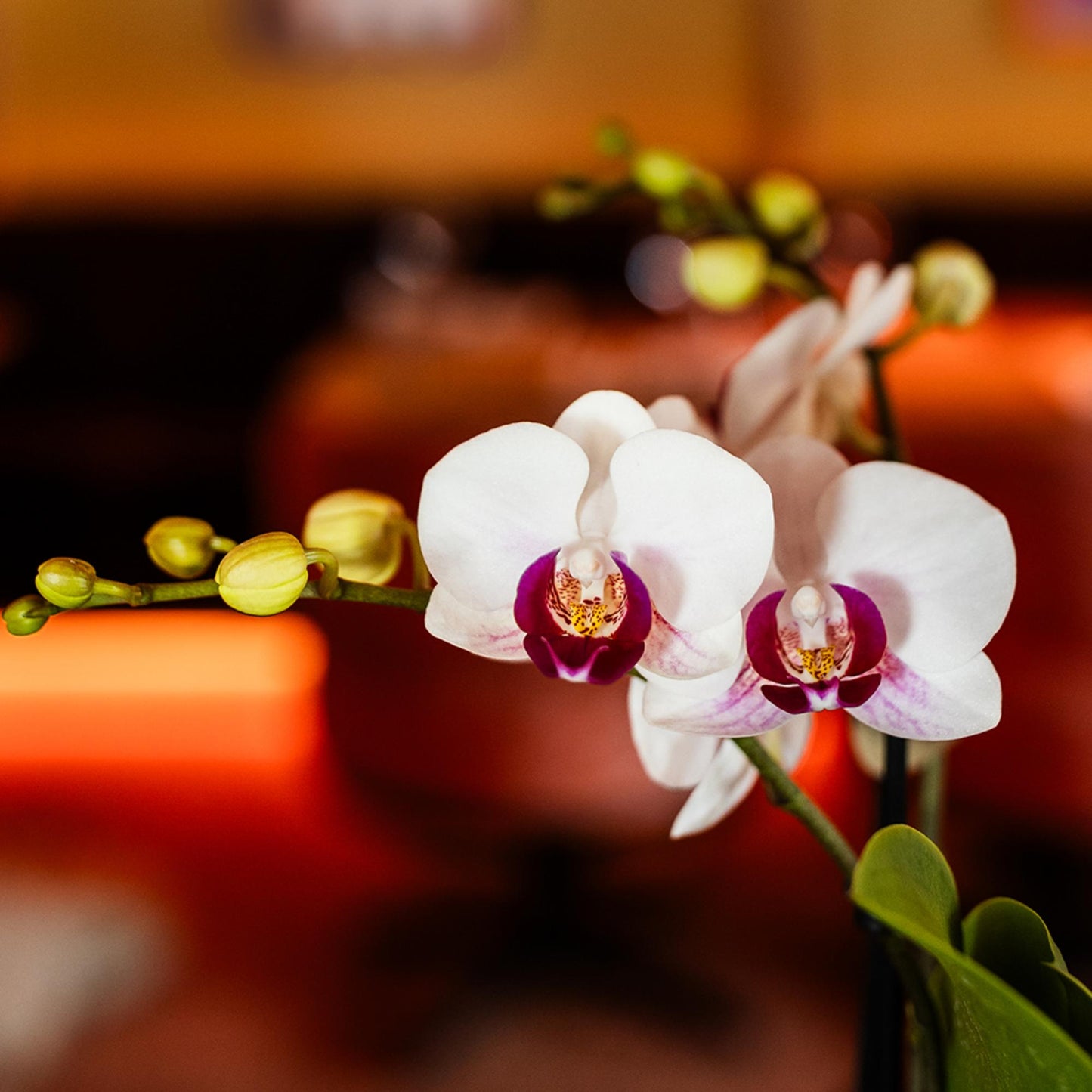 Orchidée Phalaenopsis blanche en pot