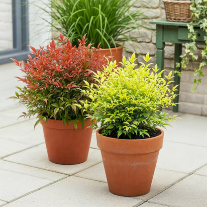 Nandina Duo, 2 plantes : une rouge et une jaune-vert, en pots de terre cuite, posées sur une terrasse en dalles, avec d'autres plantes en ar