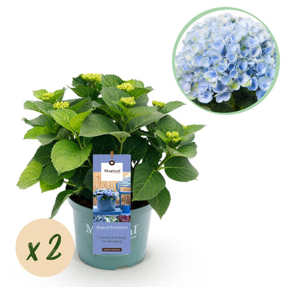 Hortensia Hydrangea Magical Revolution Blue en pot, avec une bulle 'x2' pour le lot et un gros plan sur ses fleurs bleues.