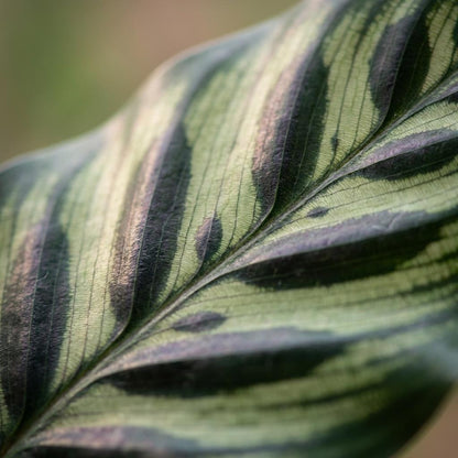 Plante d'intérieur - Plante Paon - Calathea Makoyana - Vert - Entretien facile - 1 Plante - Pot 19cm - Hauteur 70cm