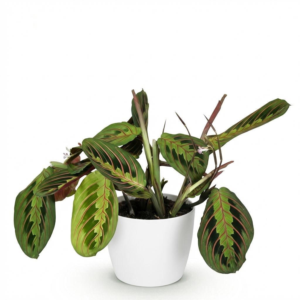 Plante d'intérieur - Maranta Fascinator Tricolour - Plante de prière - Plante amicale pour les animaux - Vert - 1 Plante - avec Potter Blanc - Pot 12cm - Hauteur 25cm