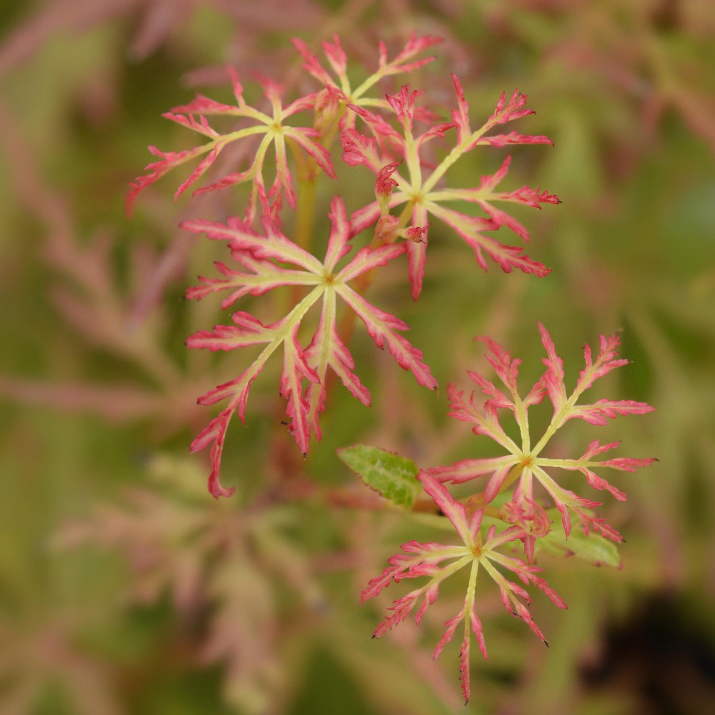 Acer palmatum Seiryu. Gros plan sur des feuilles d'érable palmé Seiryu vert clair bordées de rose vif et finement découpées.