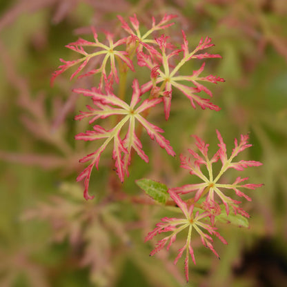 Acer palmatum Seiryu. Gros plan sur des feuilles d'érable palmé Seiryu vert clair bordées de rose vif et finement découpées.