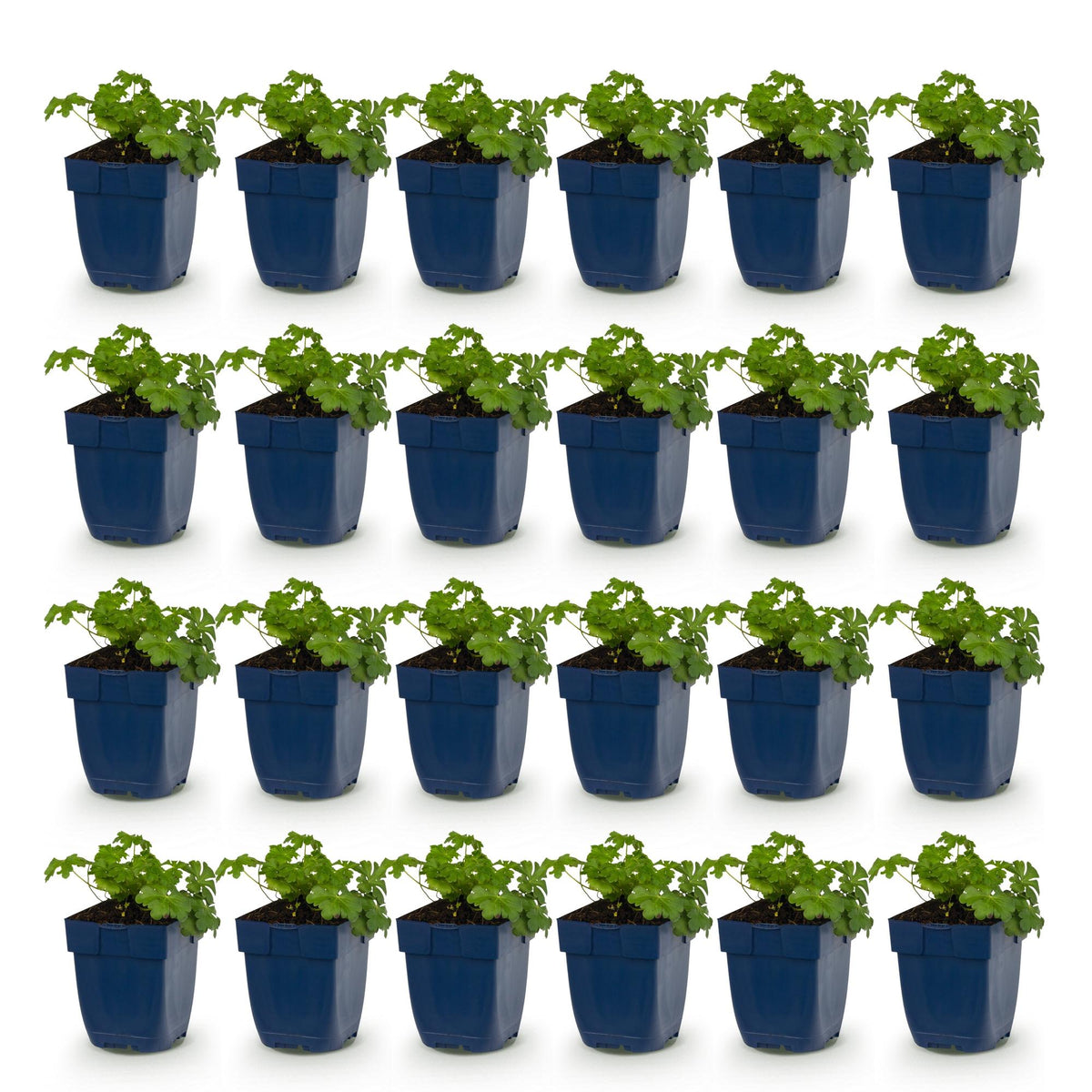 Géranium 'Cambridge' - lot de 24 plants en pot de 11 cm