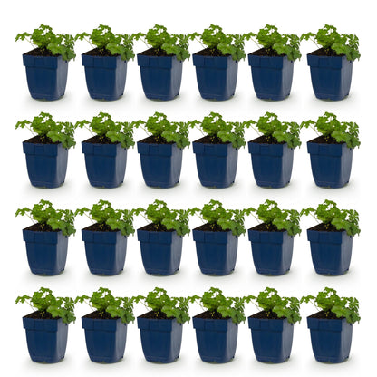Géranium 'Cambridge' - lot de 24 plants en pot de 11 cm
