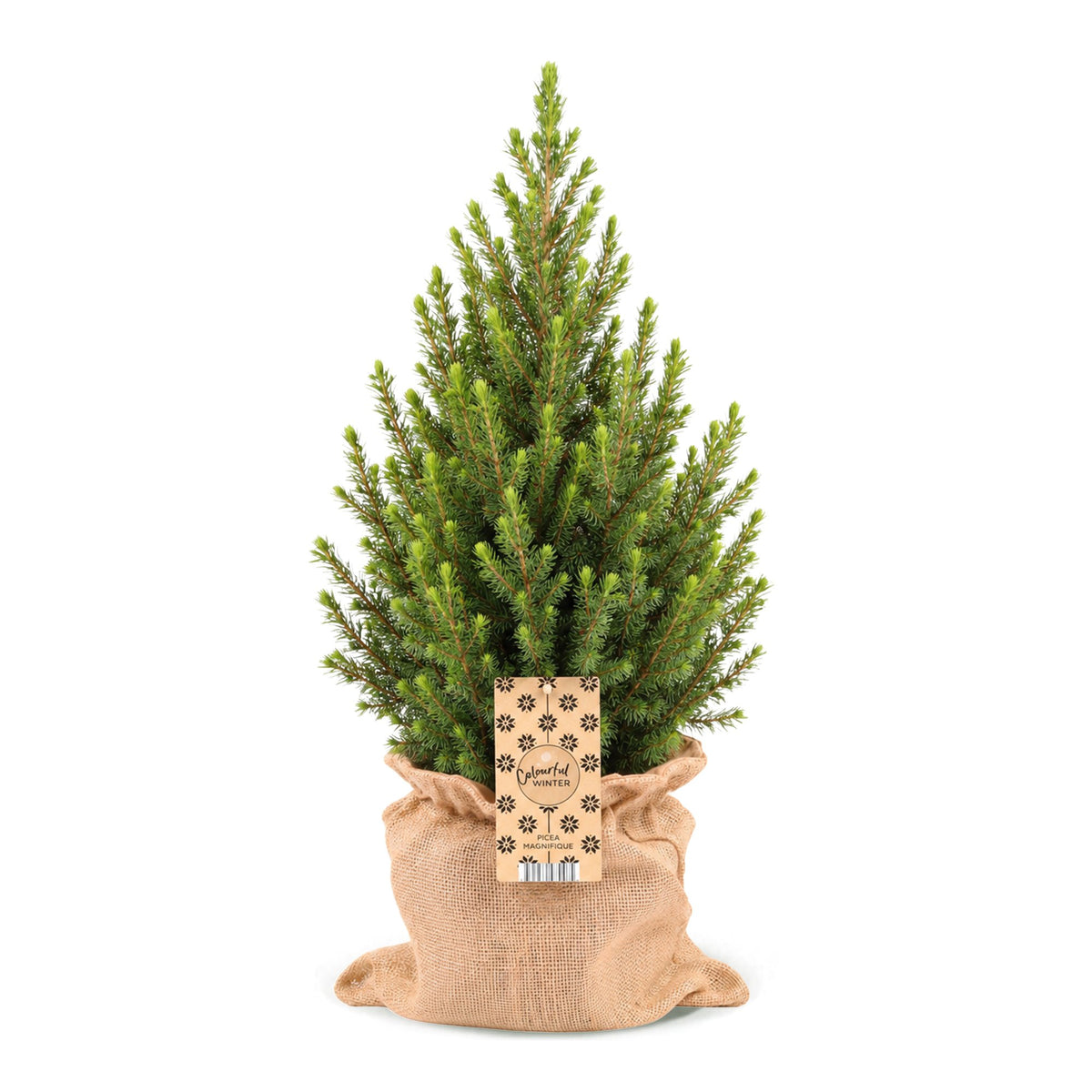 Épicéa de l'Alberta 'Conica' 1 sapin en pot de 19 cm, sac en jute