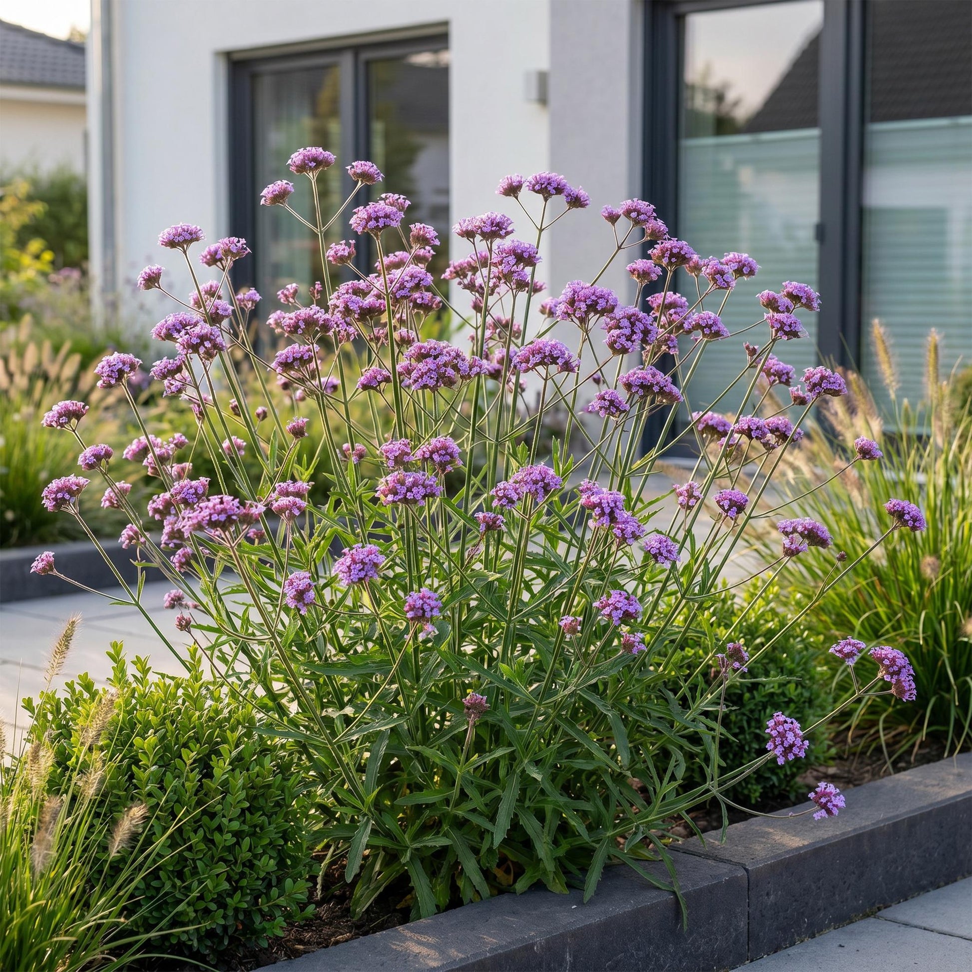 Verveine de Buenos Aires (Verbena bonariensis Lollipop) en fleurs violettes, mise en scène dans un jardin moderne près d'une maison.