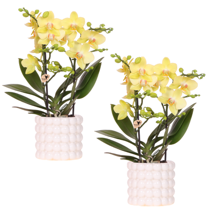 Orchidée Phalaenopsis jaune avec cache-pot Poppy White