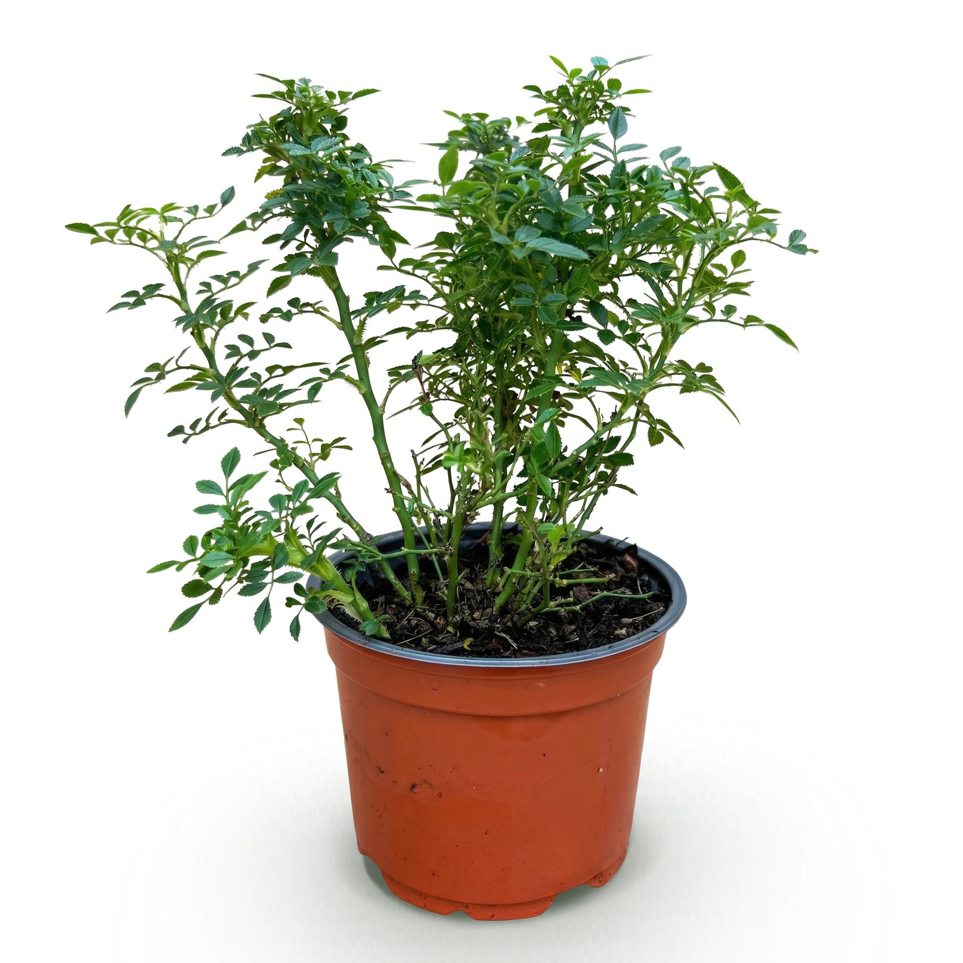 Rosier de jardin - Rosa Cutie Pie : Rosier rustique en pot de 12 cm, hauteur 20-25 cm, sur fond blanc.