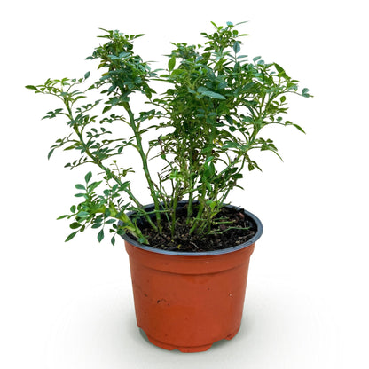 Rosier de jardin - Rosa Cutie Pie : Rosier rustique en pot de 12 cm, hauteur 20-25 cm, sur fond blanc.