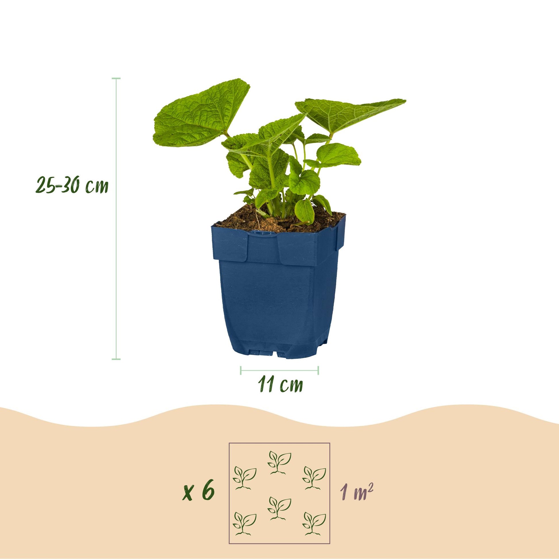 Plante vivace en pot de 11cm, montrant sa hauteur de 25-30 cm. Indique qu'il faut 6 plants pour 1 m².