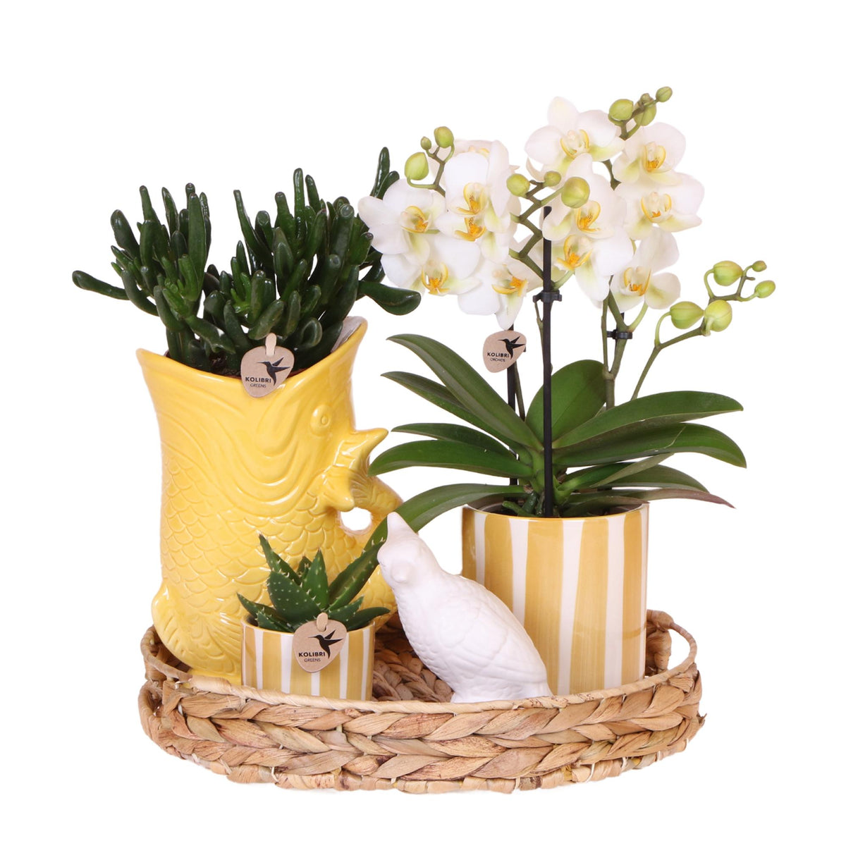 Orchidée Phalaenopsis blanche en pot