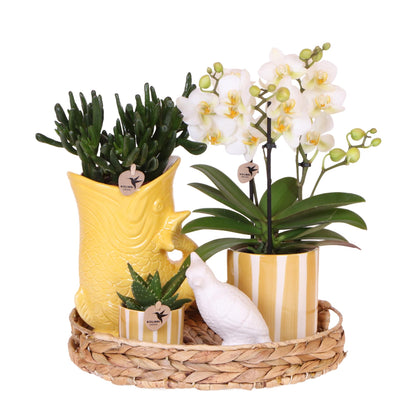 Orchidée Phalaenopsis blanche en pot