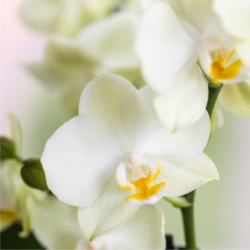 Orchidée Phalaenopsis blanche en pot