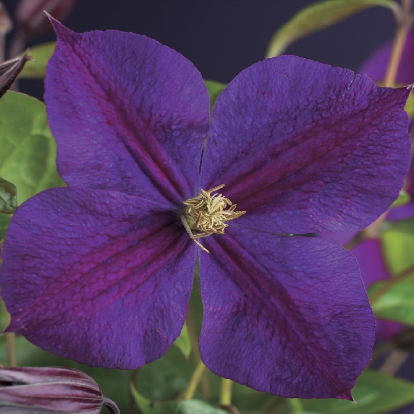 Clematis Star of India : gros plan d'une fleur de clématite aux pétales violet intense et au cœur jaune clair.