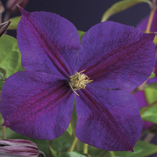 Clematis Star of India : gros plan d'une fleur de clématite aux pétales violet intense et au cœur jaune clair.