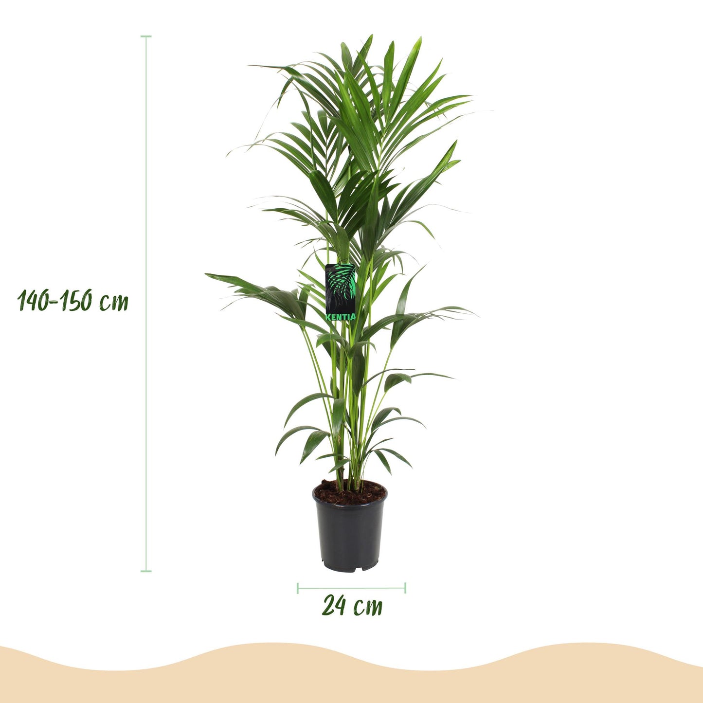 Plante d'intérieur - Howea Forsteriana - Palmier Kentia - Peu d'entretien - Vert - 1 plante - Pot 24cm - Hauteur 140-150cm