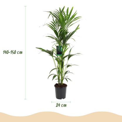 Plante d'intérieur - Howea Forsteriana - Palmier Kentia - Peu d'entretien - Vert - 1 plante - Pot 24cm - Hauteur 140-150cm