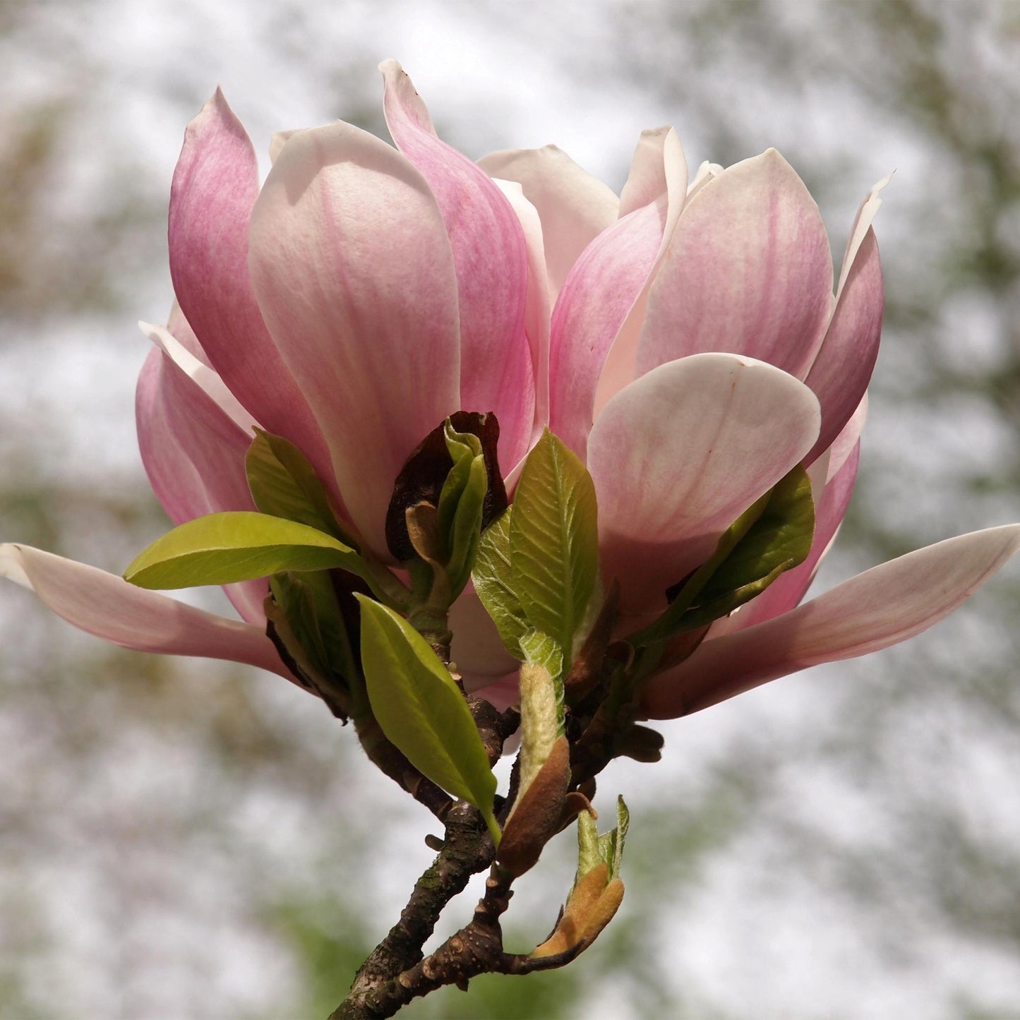 Magnolia Soulangiana : gros plan sur une fleur rose pâle en pleine éclosion, avec quelques jeunes feuilles vertes sur la tige.