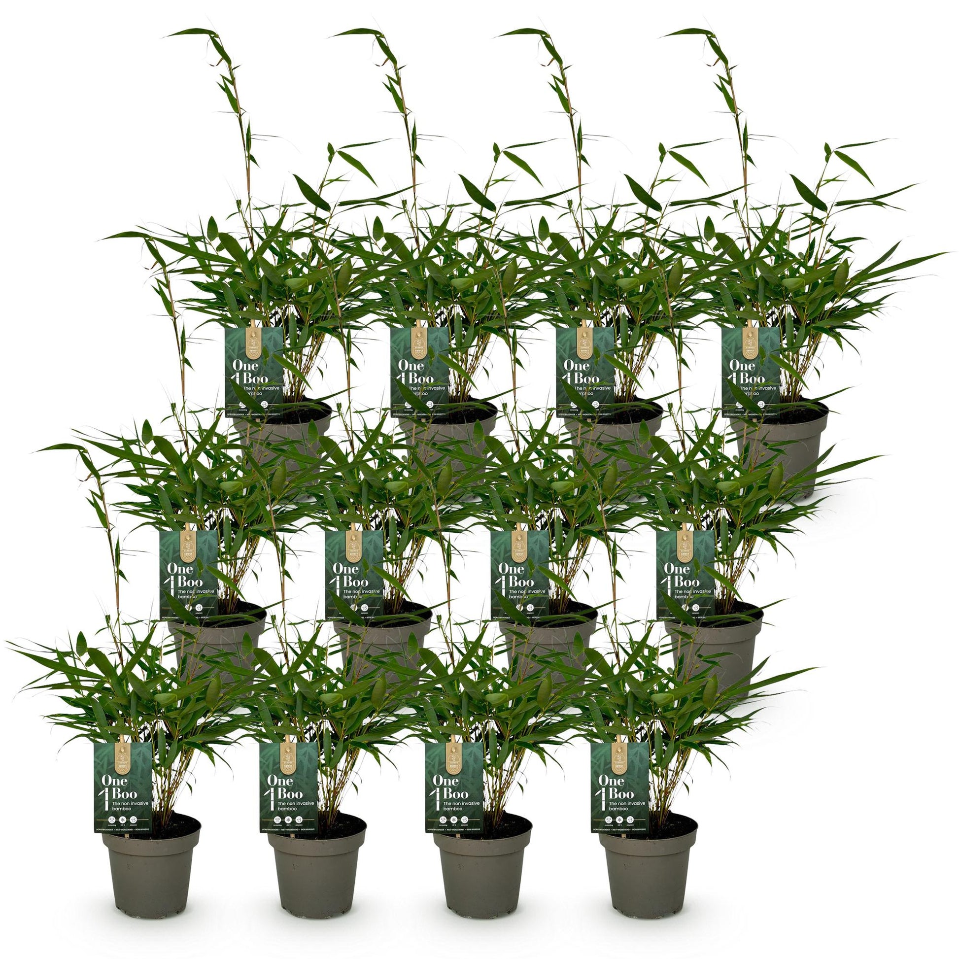 Fargesia robusta Pingwu : douze jeunes plants de bambou non traçant en pots gris sur un fond blanc uni, prêts à être plantés.