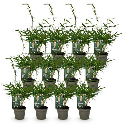 Fargesia robusta Pingwu : douze jeunes plants de bambou non traçant en pots gris sur un fond blanc uni, prêts à être plantés.