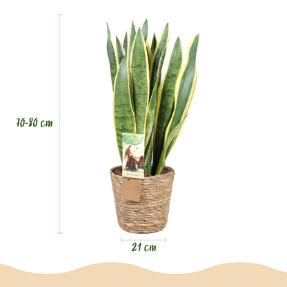 Plantes d'intérieur - Sansevieria Laurentii - Langue de belle-mère - Peu d'entretien - avec panier - Vert - jaune - 1 Plante - Pot 21cm - Hauteur 70-80cm