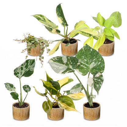 Bébés plantes rares en pot de 6 cm, 6 plantes, cache-pot miel