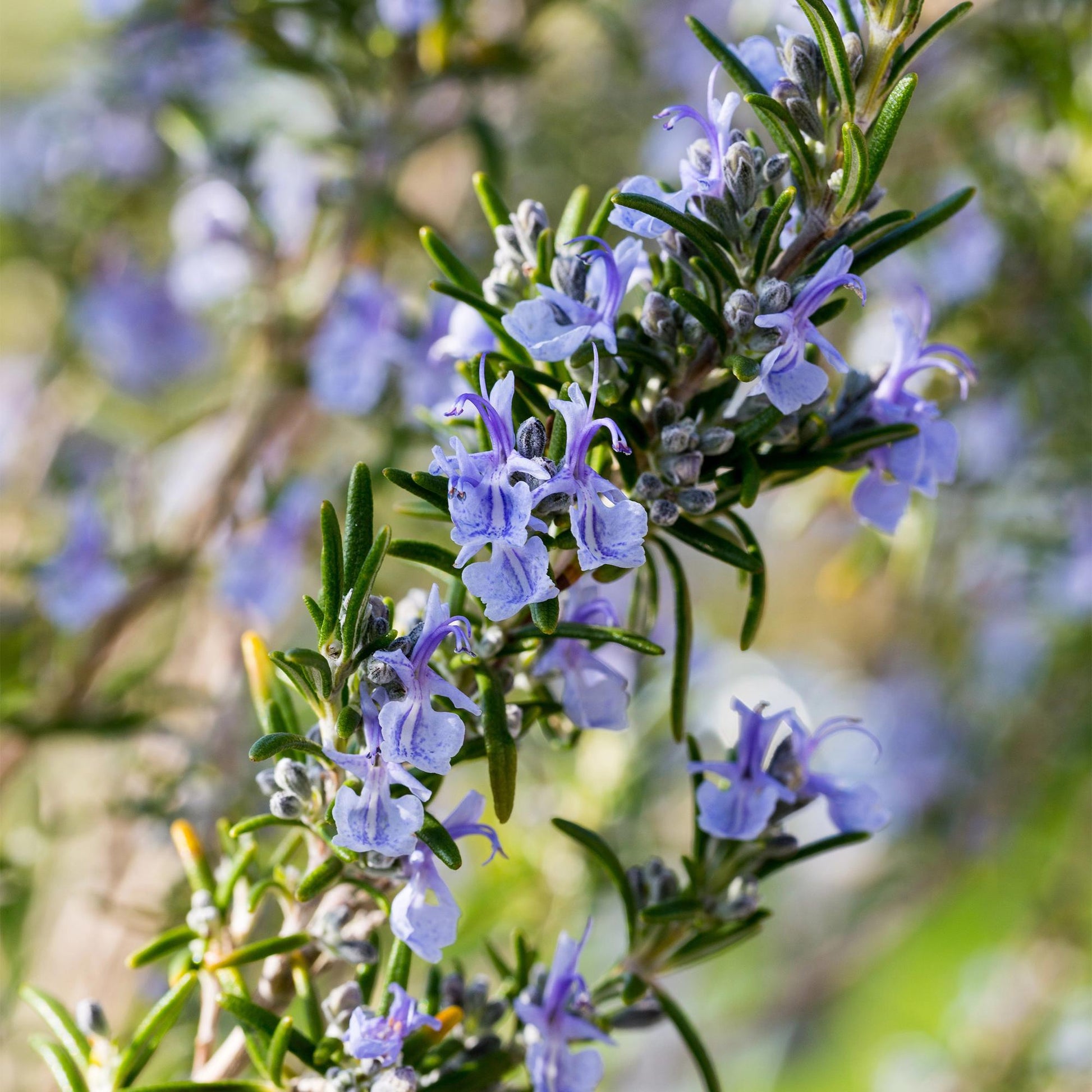 Romarin officinal (Rosmarinus officinalis) : gros plan sur les délicates fleurs pourpres d'une plante de terrasse GreenboutiQ.