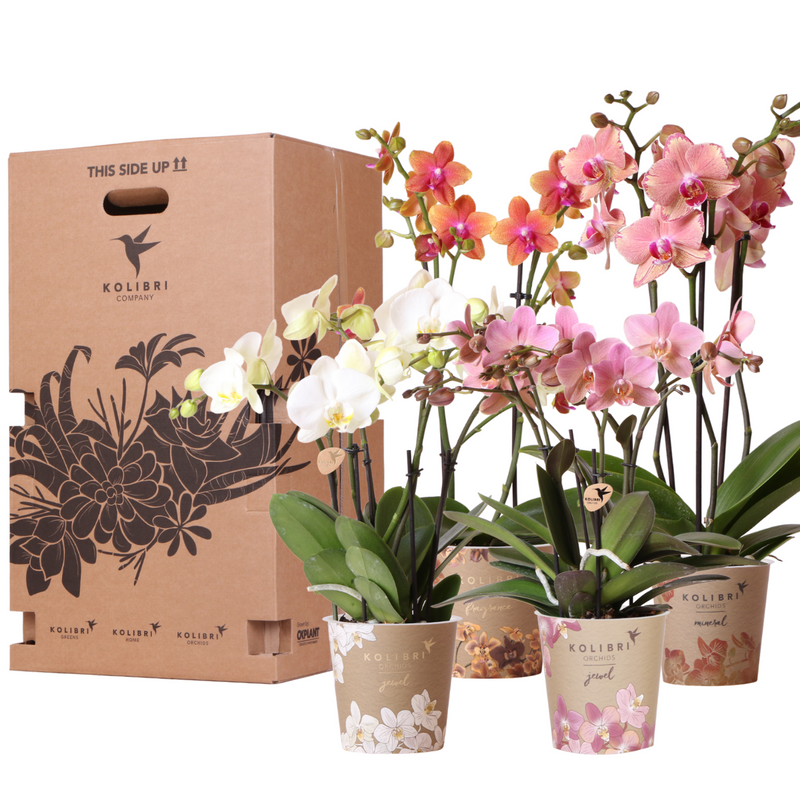Coffret surprise de 4 orchidées Phalaenopsis - Pot 12 cm
