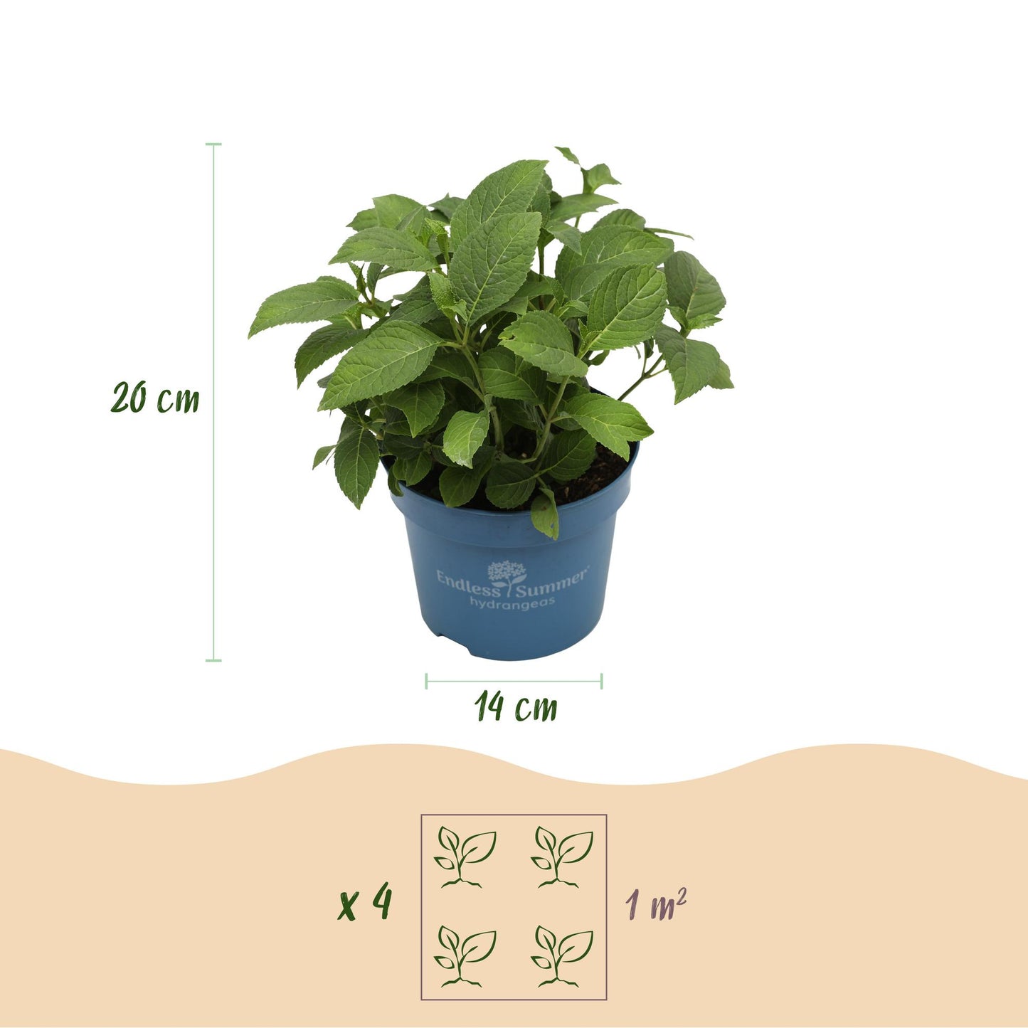 Hortensia Endless Summer The Original Pink : dimensions d'un plant en pot (20 cm de haut, pot de 14 cm) et densité de plantation (4 plants p